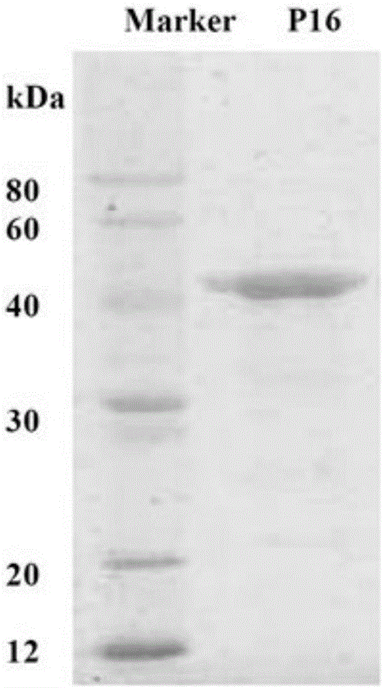 Anti-p16 monoclonal antibody and preparation method and application thereof