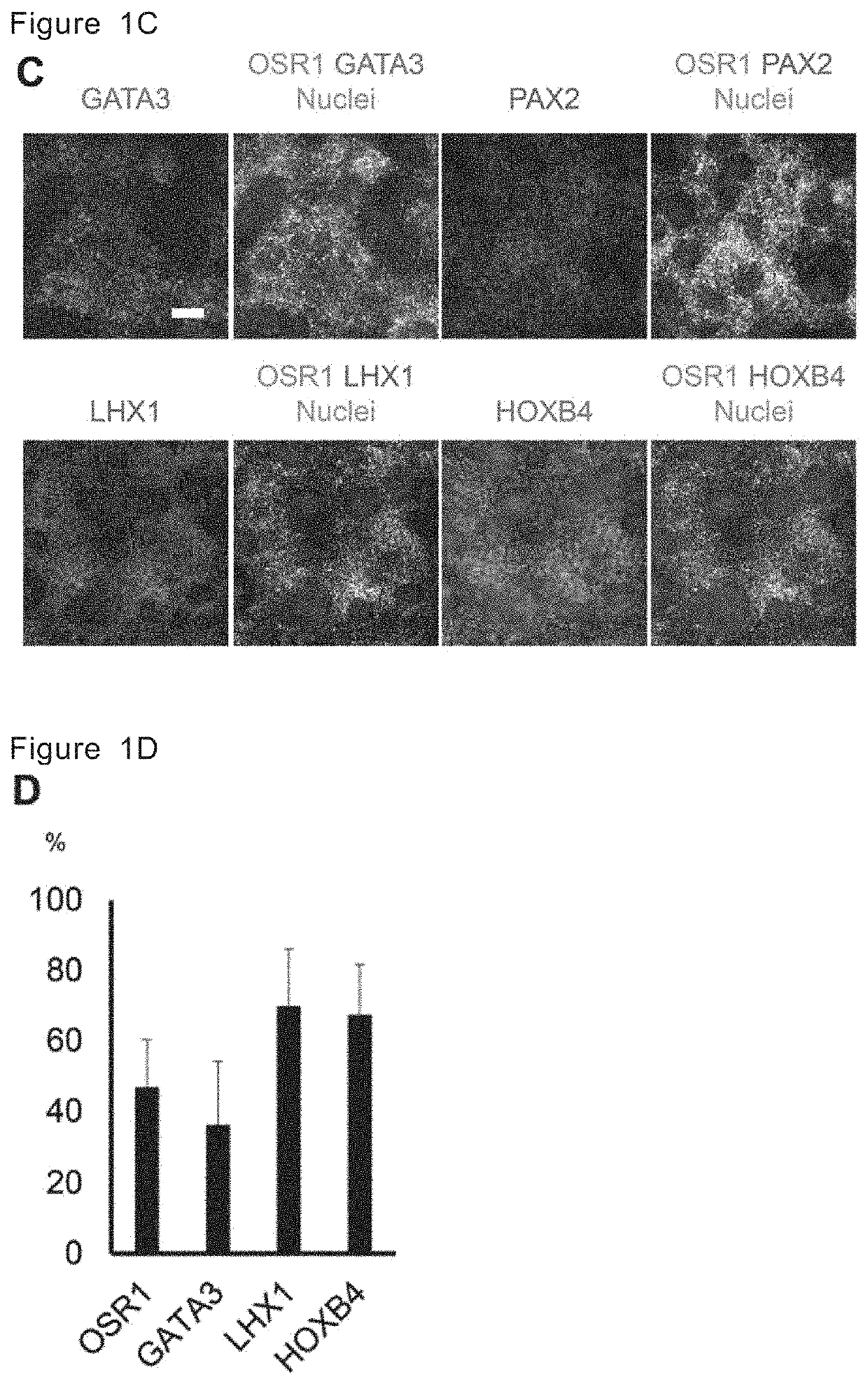 Method for inducing ureteric bud-like tissue