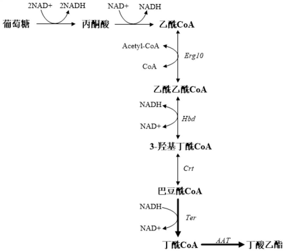 A high-yielding ethyl butyrate-producing Saccharomyces cerevisiae strain and its construction method and use