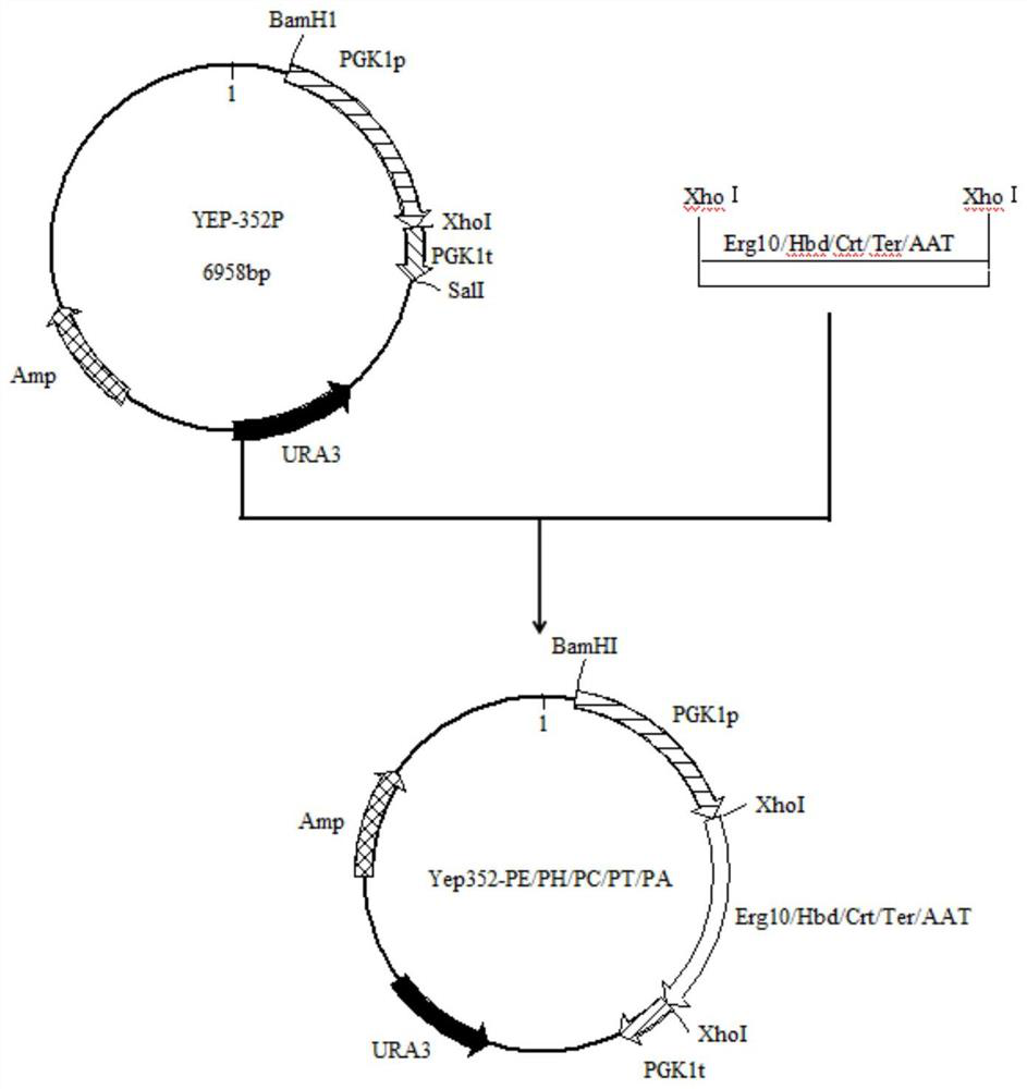 A high-yielding ethyl butyrate-producing Saccharomyces cerevisiae strain and its construction method and use