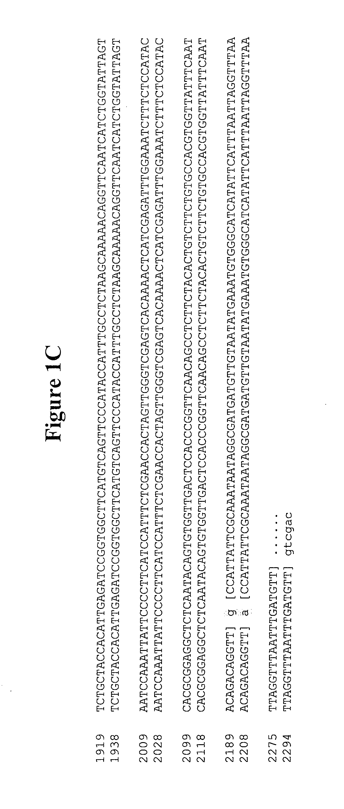 Norovirus and sapovirus antigens