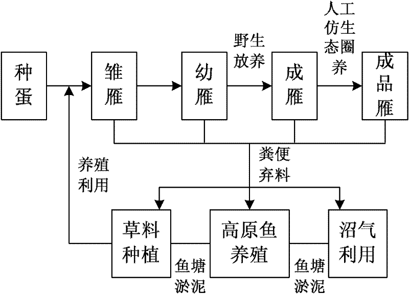 Method for hatching and breeding anser indicus