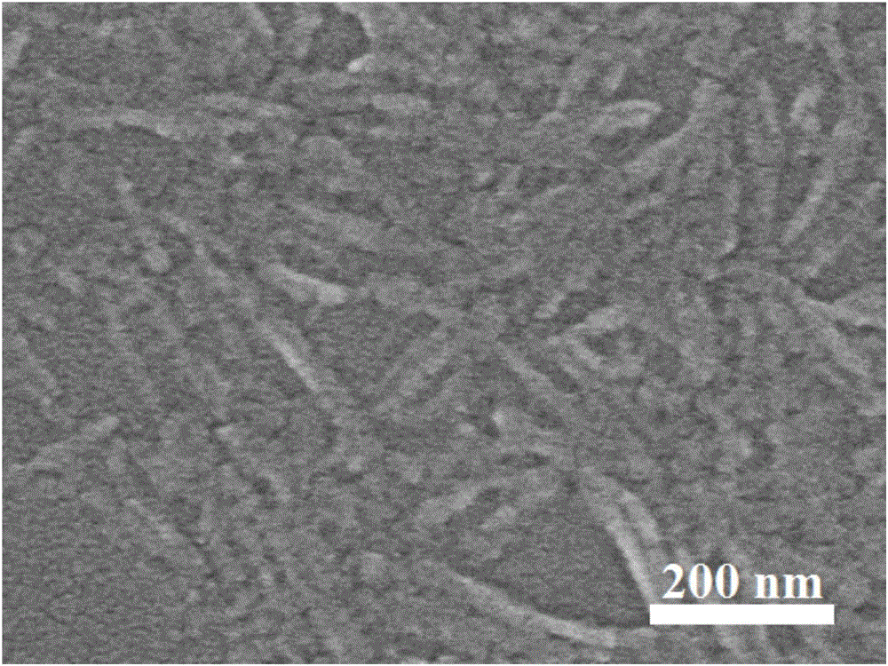 Preparation method of carboxylated cellulose nanoparticles