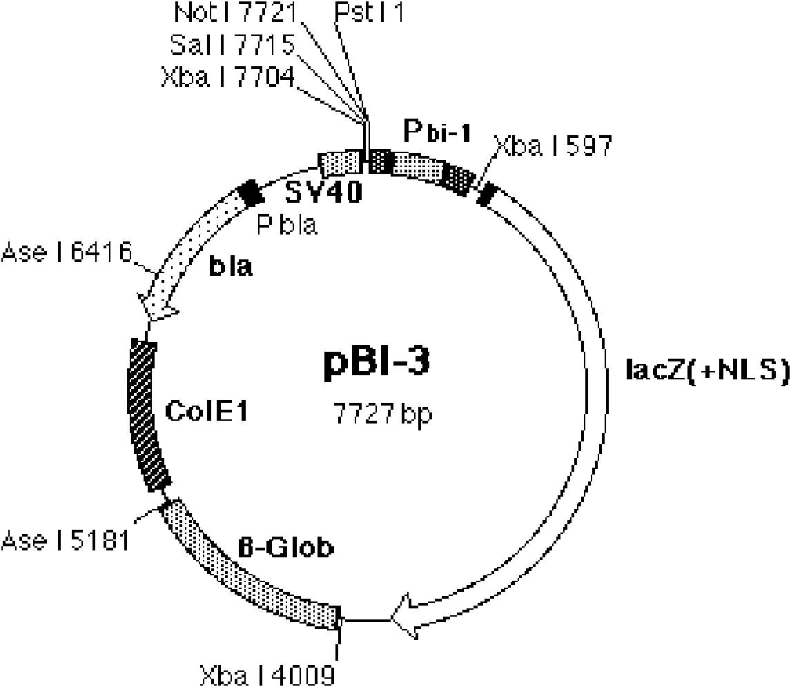 Constructing method of mouse model for RdRp controllable express and in vivo observation