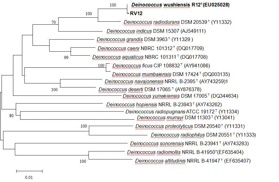 Deinococcus wushiensis and application thereof in cobalt ion biological adsorption treatment