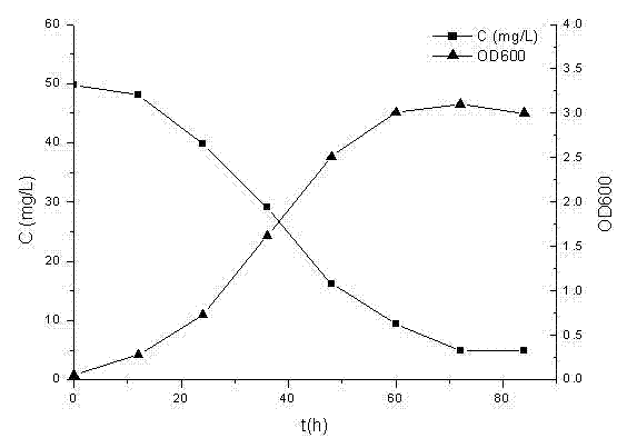 Deinococcus wushiensis and application thereof in cobalt ion biological adsorption treatment