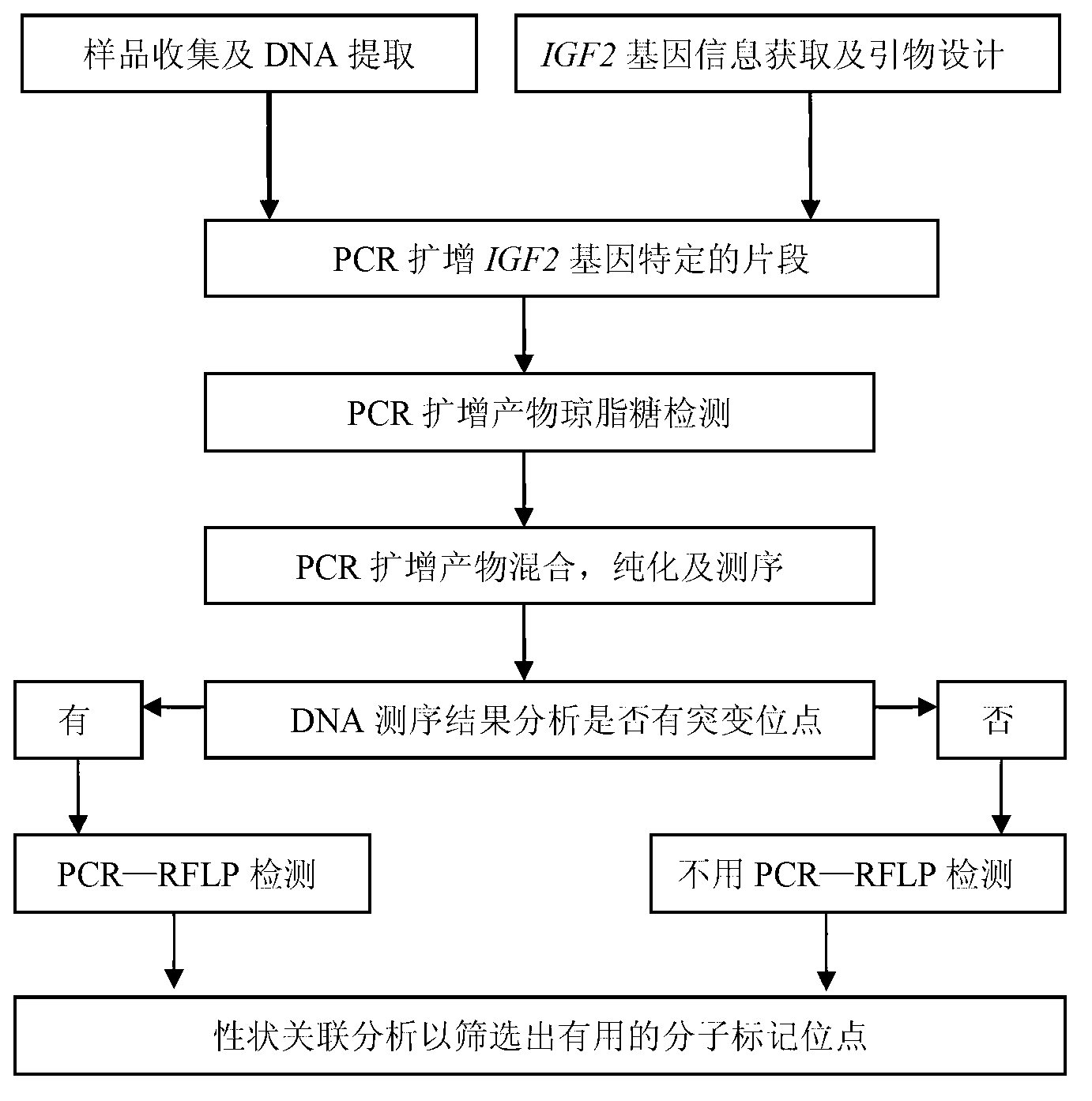 Detecting method and kit of cattle IGF2 (Insulin-like Growth Factor 2) gene mononucleotide polymorphism