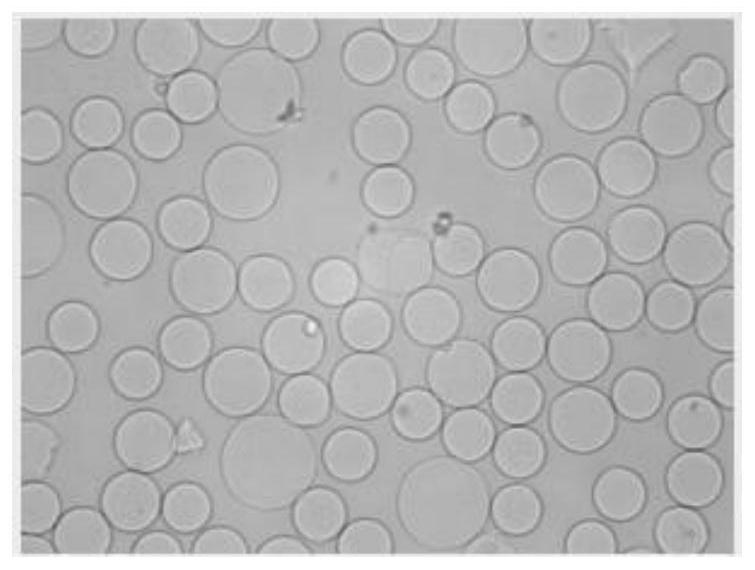 A kind of synthesis method of strong acid agar-based chromatography medium with high adsorption capacity