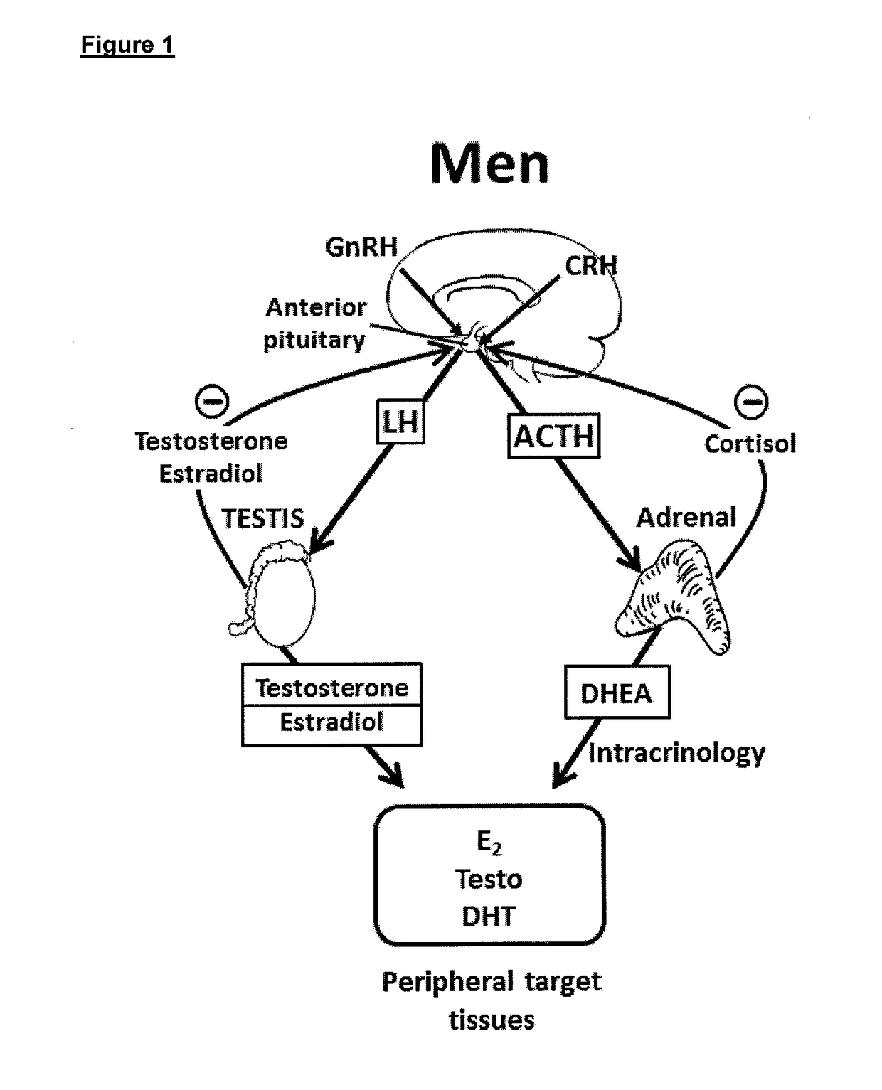 Treatment of male androgen deficiency symptoms or diseases with sex steroid precursor combined with serm