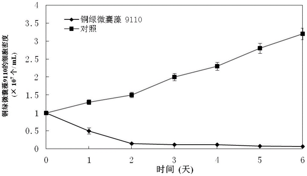 Application of a microbacterium strain and its effective algae-dissolving component in controlling cyanobacteria bloom