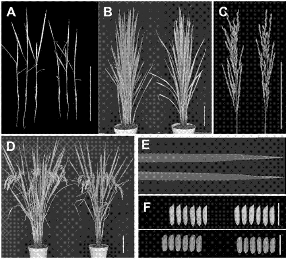 Rice OsMts1 gene and coding protein and application thereof