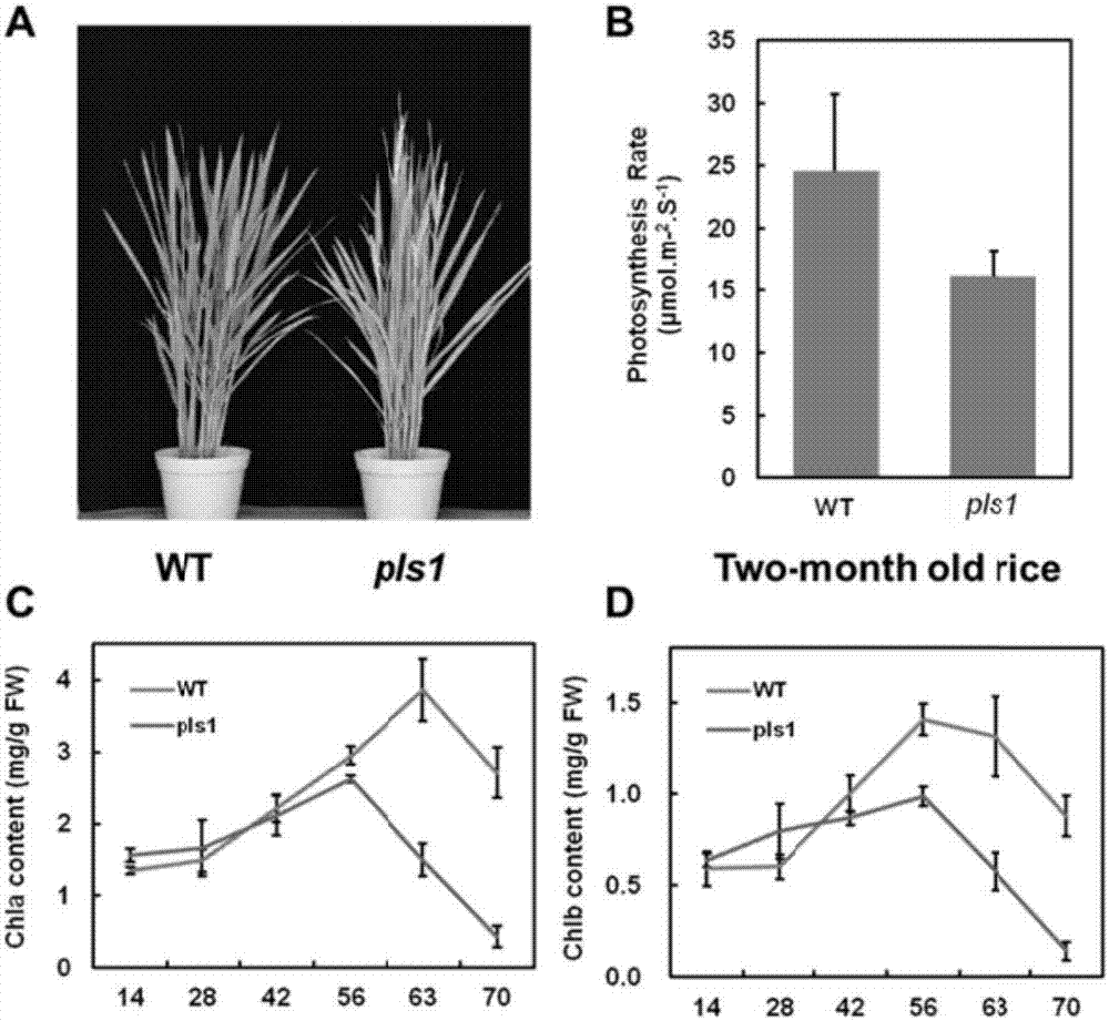 Rice OsMts1 gene and coding protein and application thereof