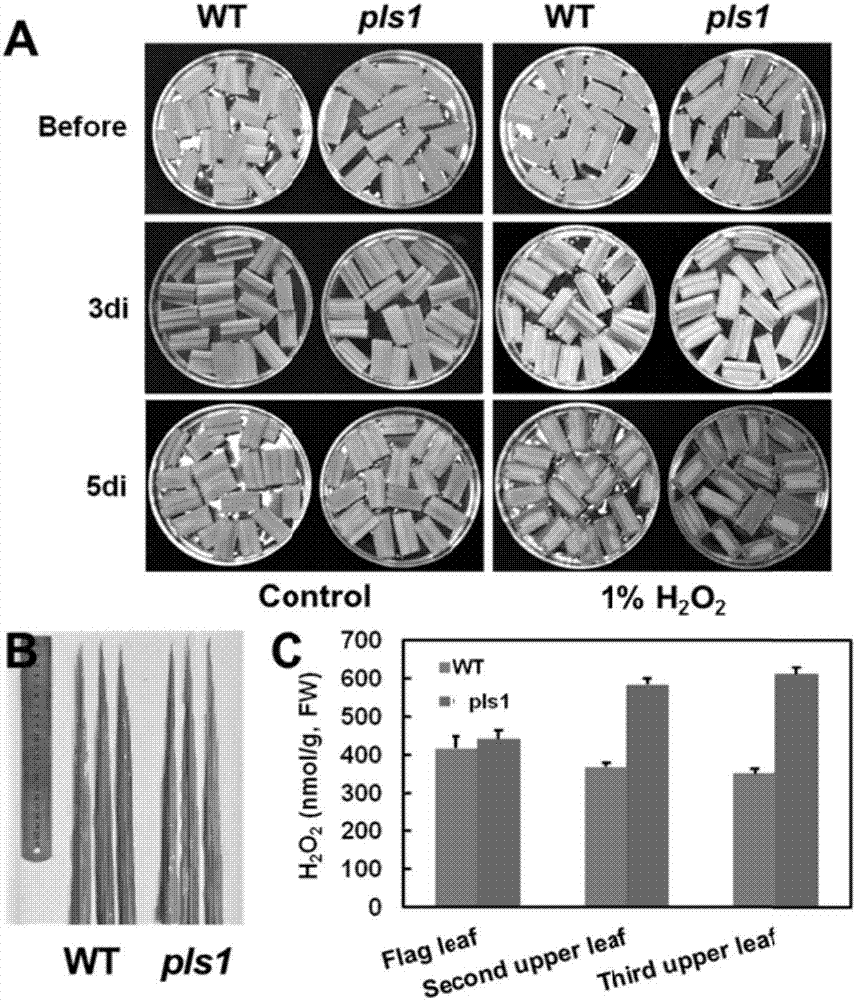 Rice OsMts1 gene and coding protein and application thereof