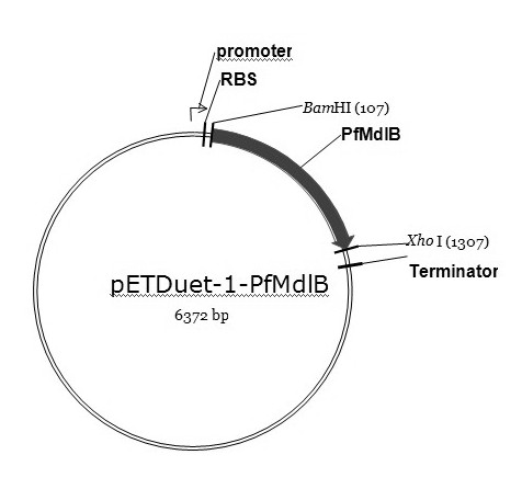 Preparation method of R-o-chloromandelic acid and alcohol ester thereof