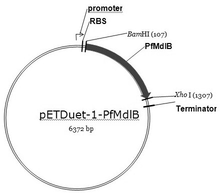 Preparation method of R-o-chloromandelic acid and alcohol ester thereof