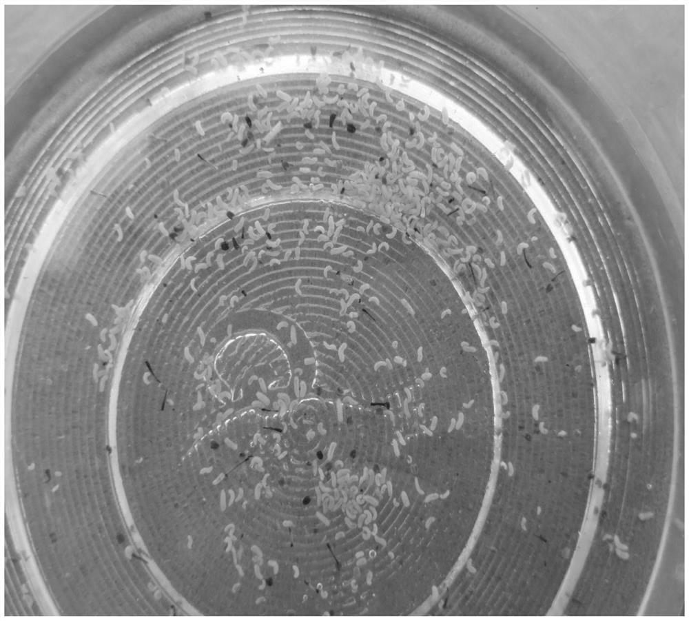 Indoor artificial feeding method for Purogall midge mangifera