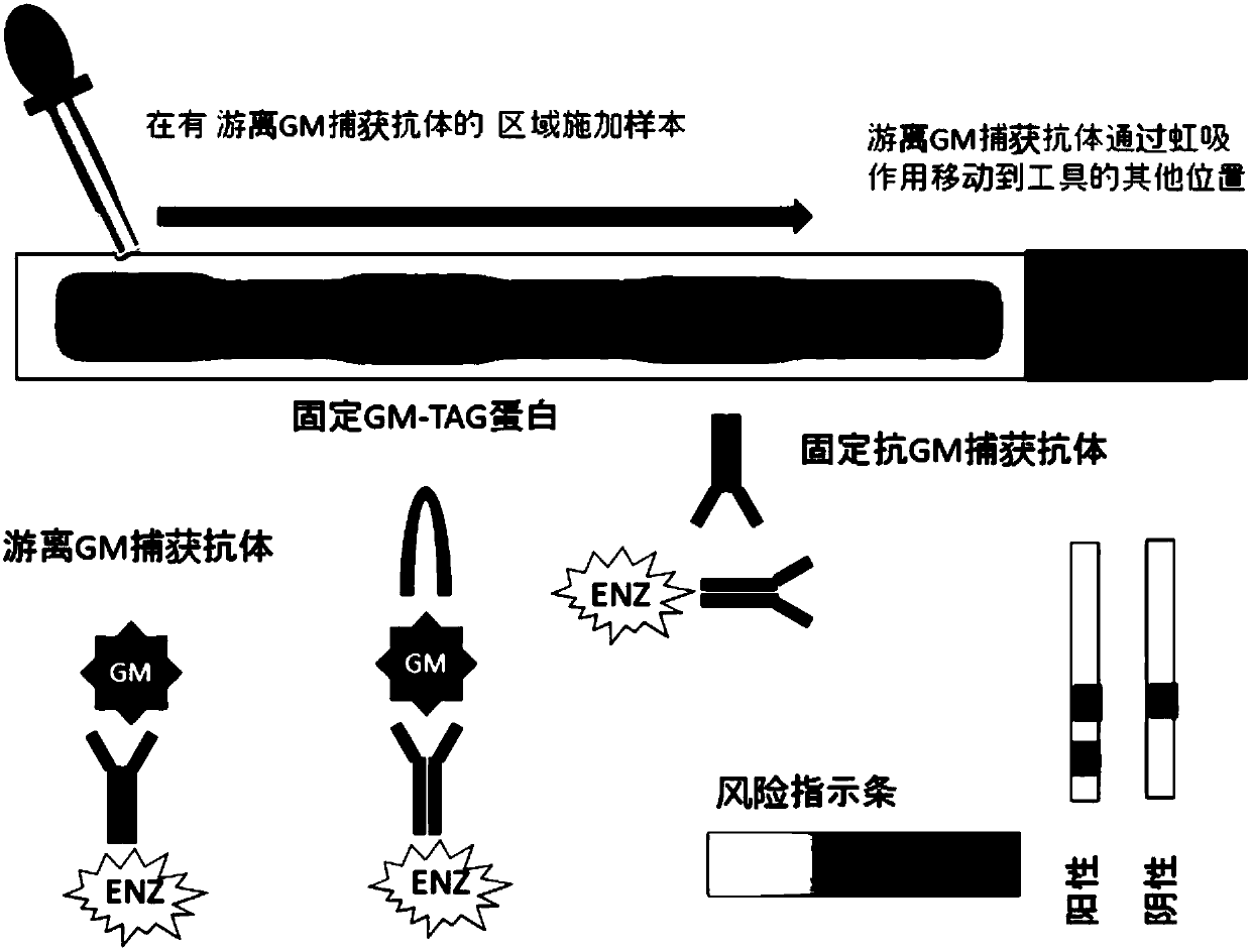 Lung cancer detection test strip, kit and using method of lung cancer detection test strip or kit