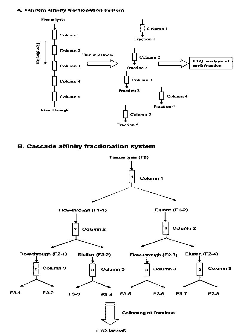 Method for utilizing affinity column to analyze holoprotein