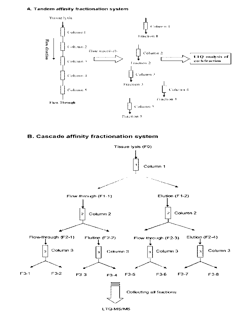 Method for utilizing affinity column to analyze holoprotein