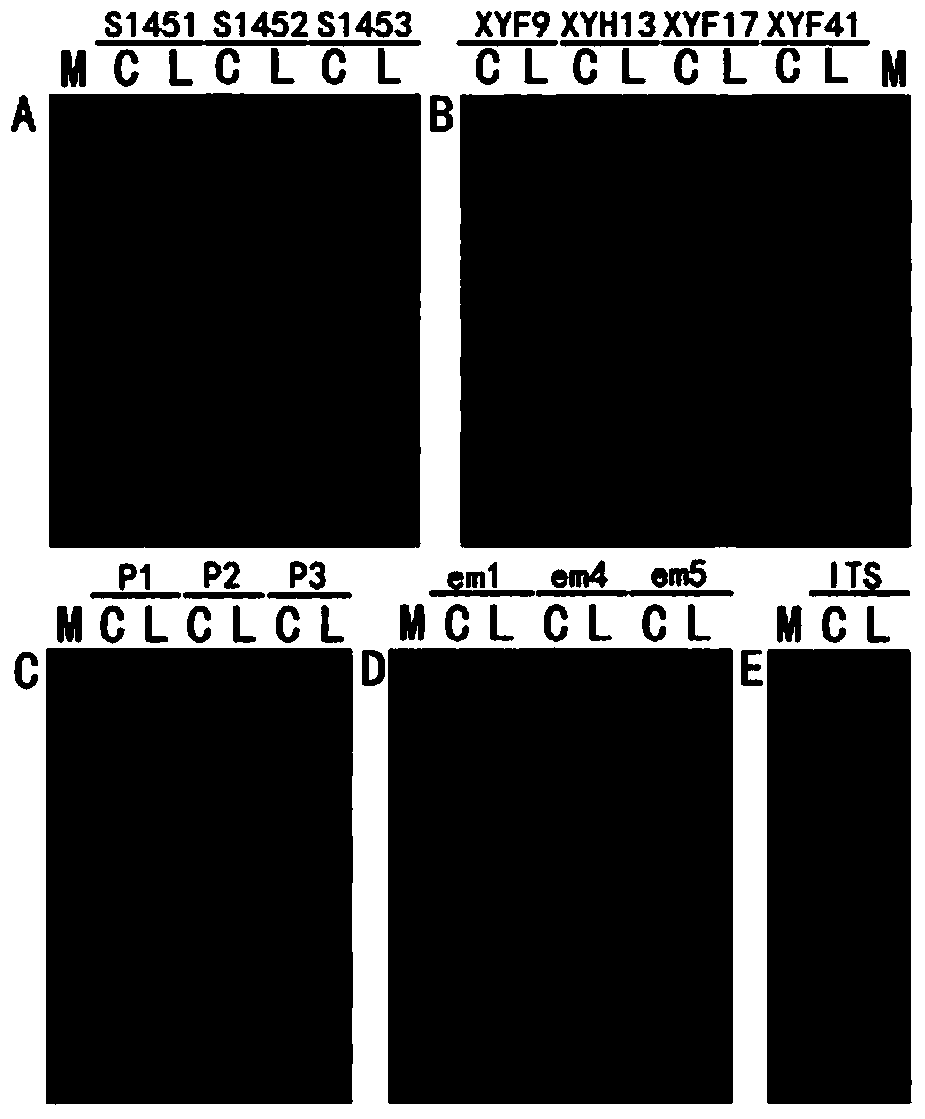 Method for extracting edible mushroom DNA