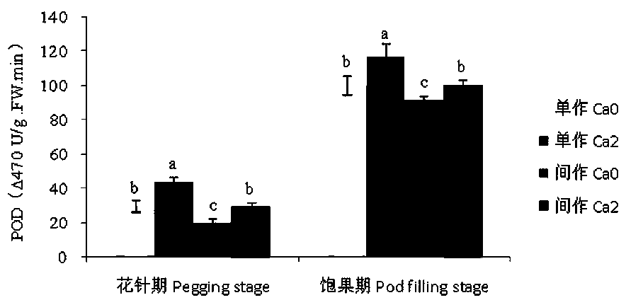 Calcium adding efficient ecological planting method in corn and peanut intercropping mode