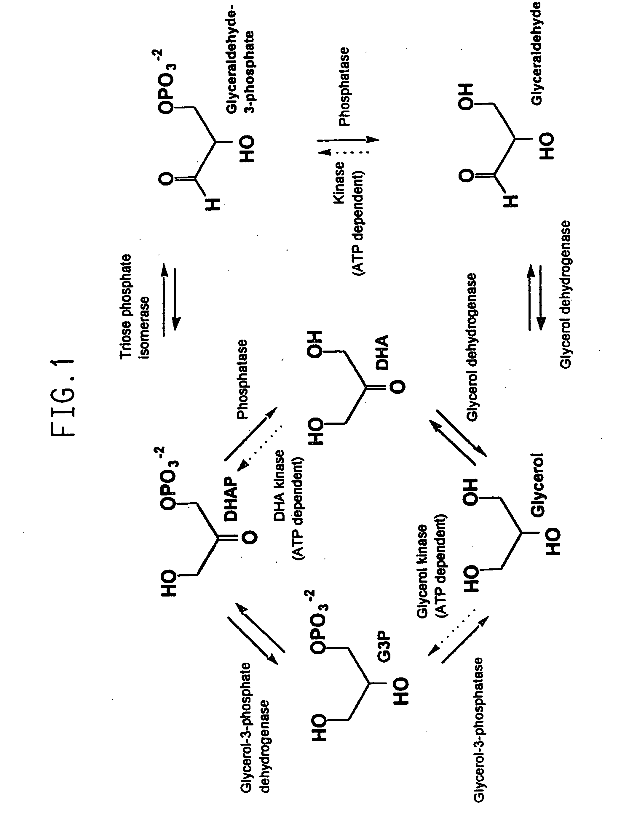 Method for the production of glycerol by recombinant organisms