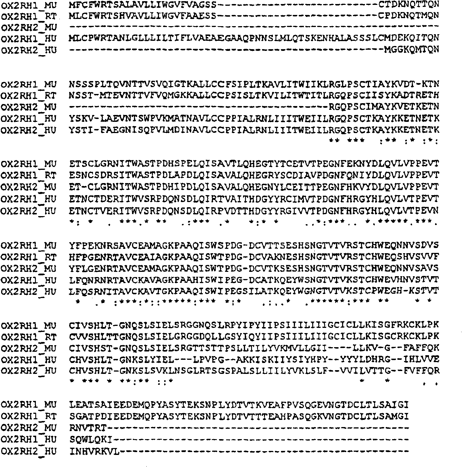 OX2 receptor homolog