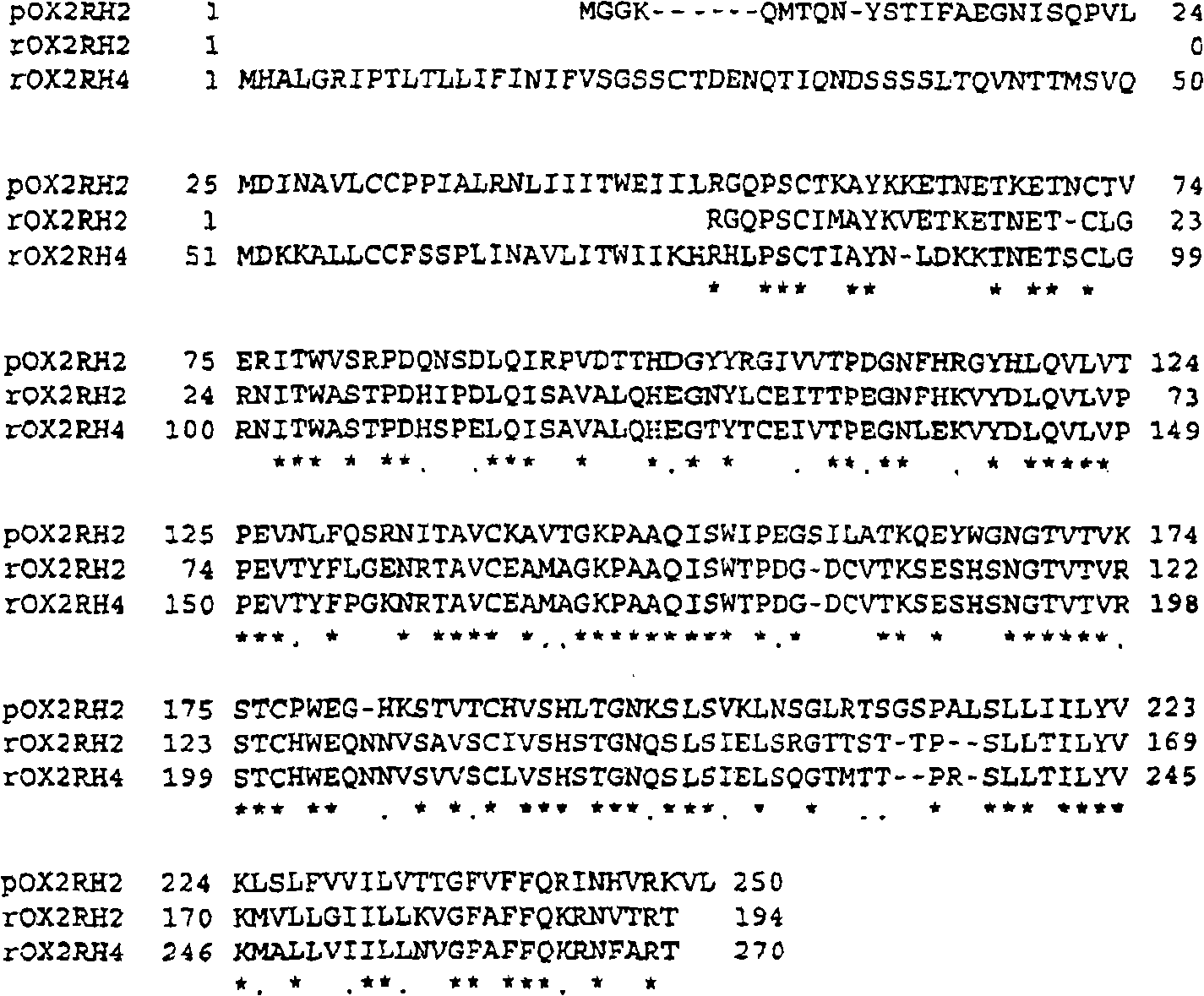 OX2 receptor homolog