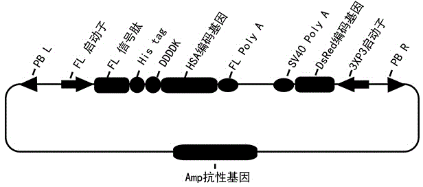 Method for synthesizing secreted human serum albumin employing bombyx mori posterior silk gland