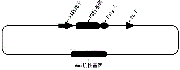 Method for synthesizing secreted human serum albumin employing bombyx mori posterior silk gland