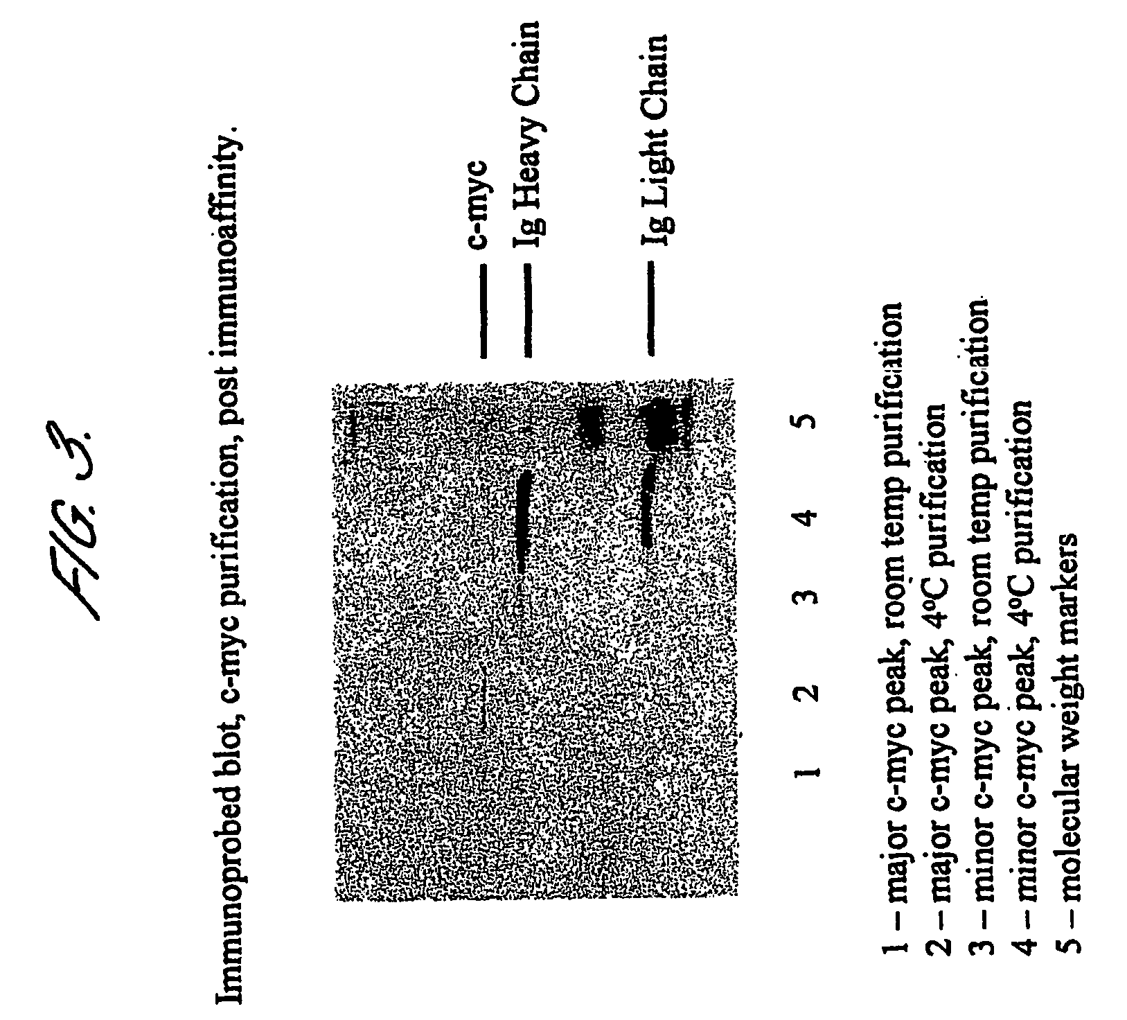 Tumour marker proteins and uses thereof