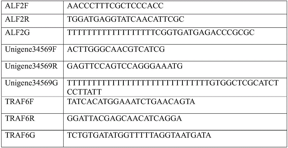 Multi-combination molecular markers related to resistance of litopenaeus vannamei and application