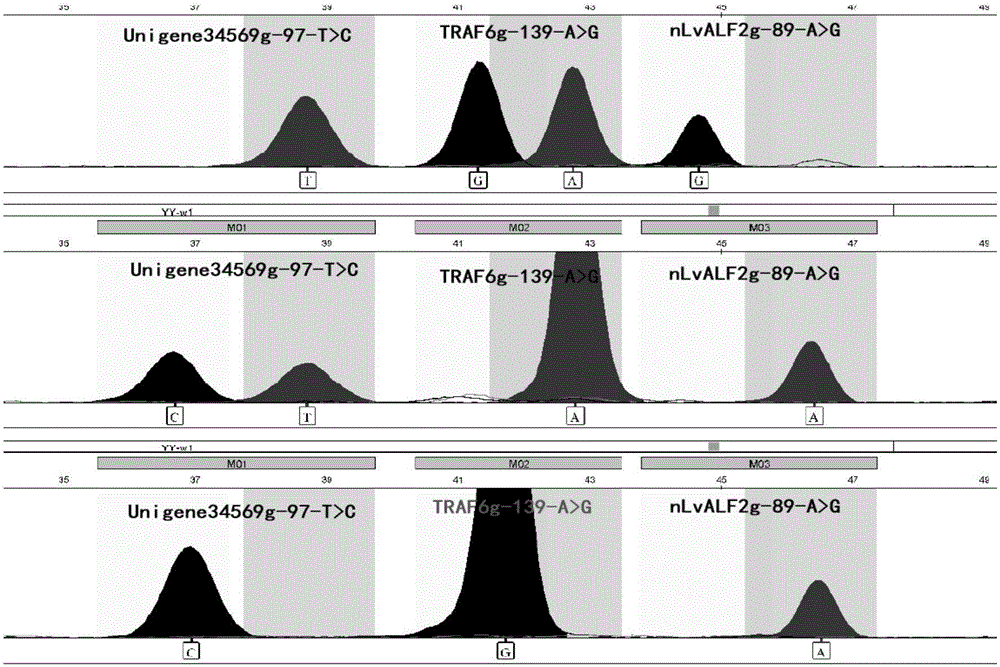 Multi-combination molecular markers related to resistance of litopenaeus vannamei and application