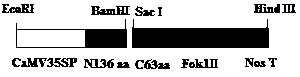 TALE nuclease simplified framework construction for plant gene fixed-site shearing