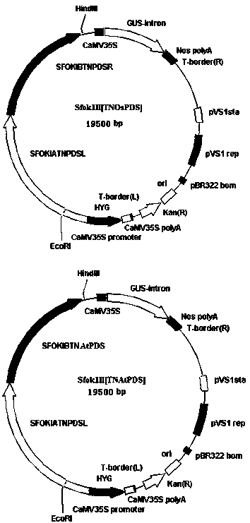 TALE nuclease simplified framework construction for plant gene fixed-site shearing