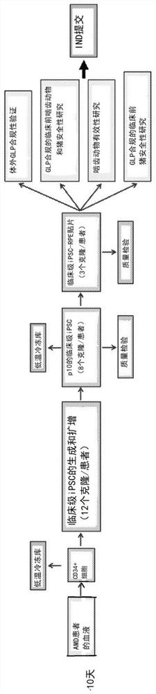 Biodegradable tissue replacement implant and its use