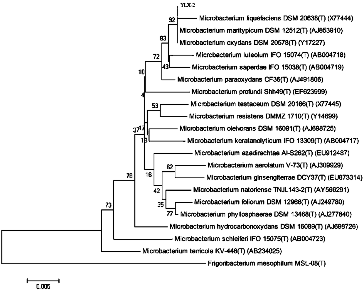 microbacterium oxydans YLX-2 and its application