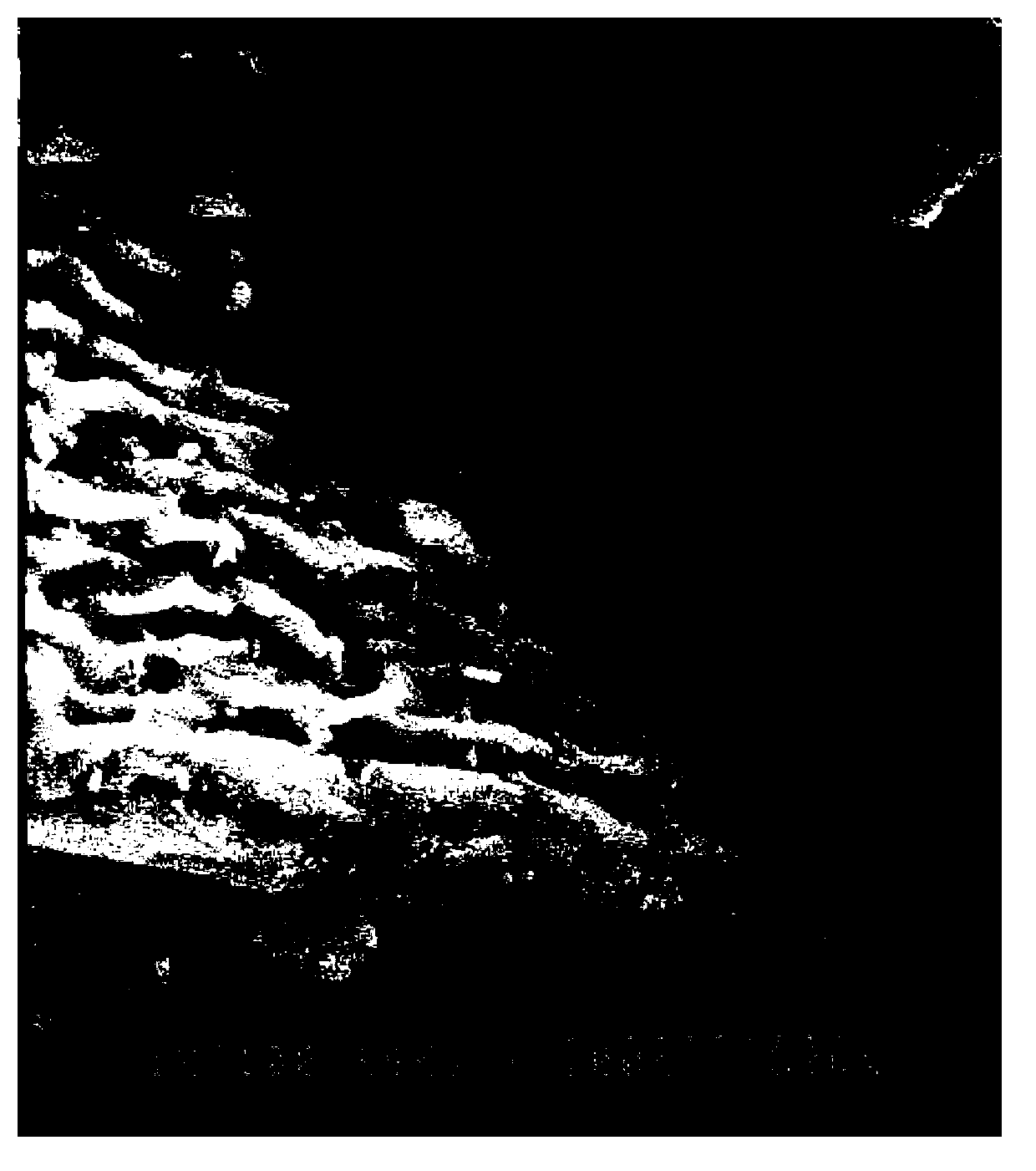 Enteromorpha absorbent and preparation technology thereof