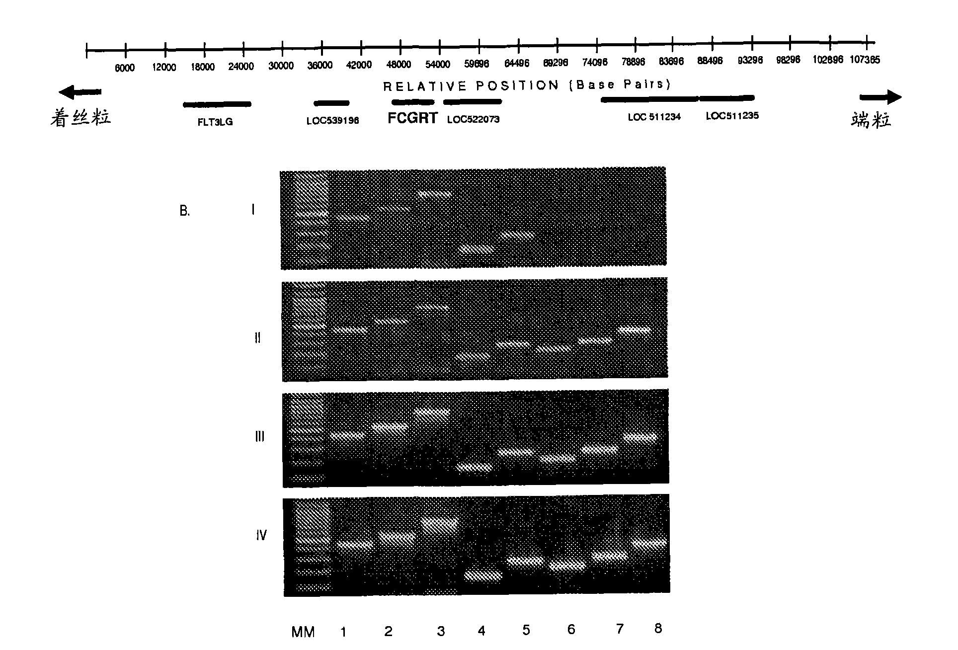 Transgenic animal with enhanced immune response and method for the preparation thereof