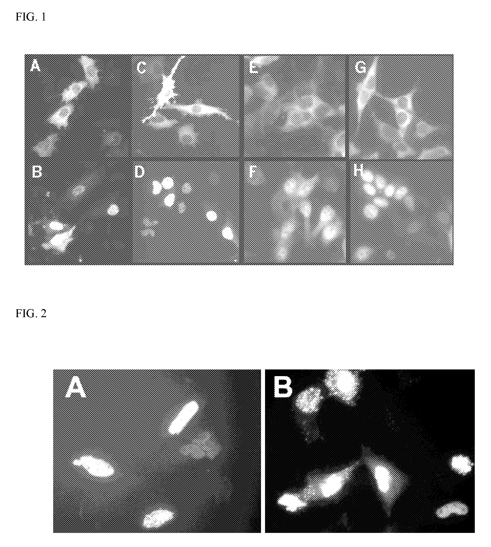 Torc polynucleotides and polypeptides and method of use