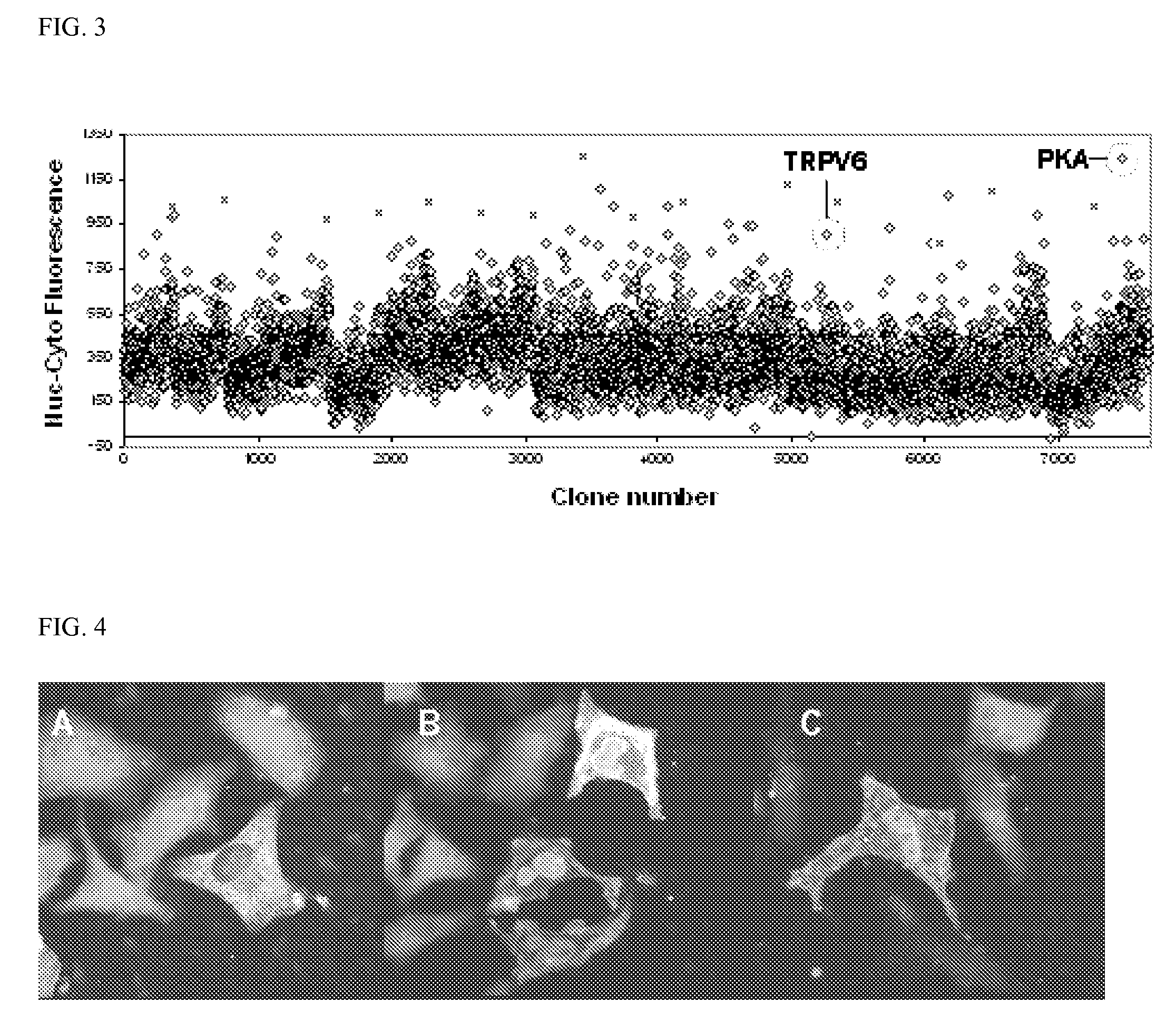 Torc polynucleotides and polypeptides and method of use