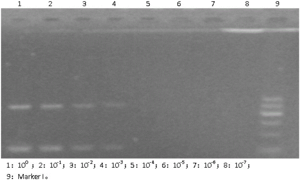 Kit and detection method for simultaneously detecting vibrio bacteria and edwardsiella ictaluri