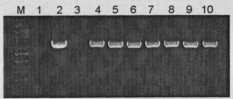 Vegetable leaf vein specific promoter and use thereof