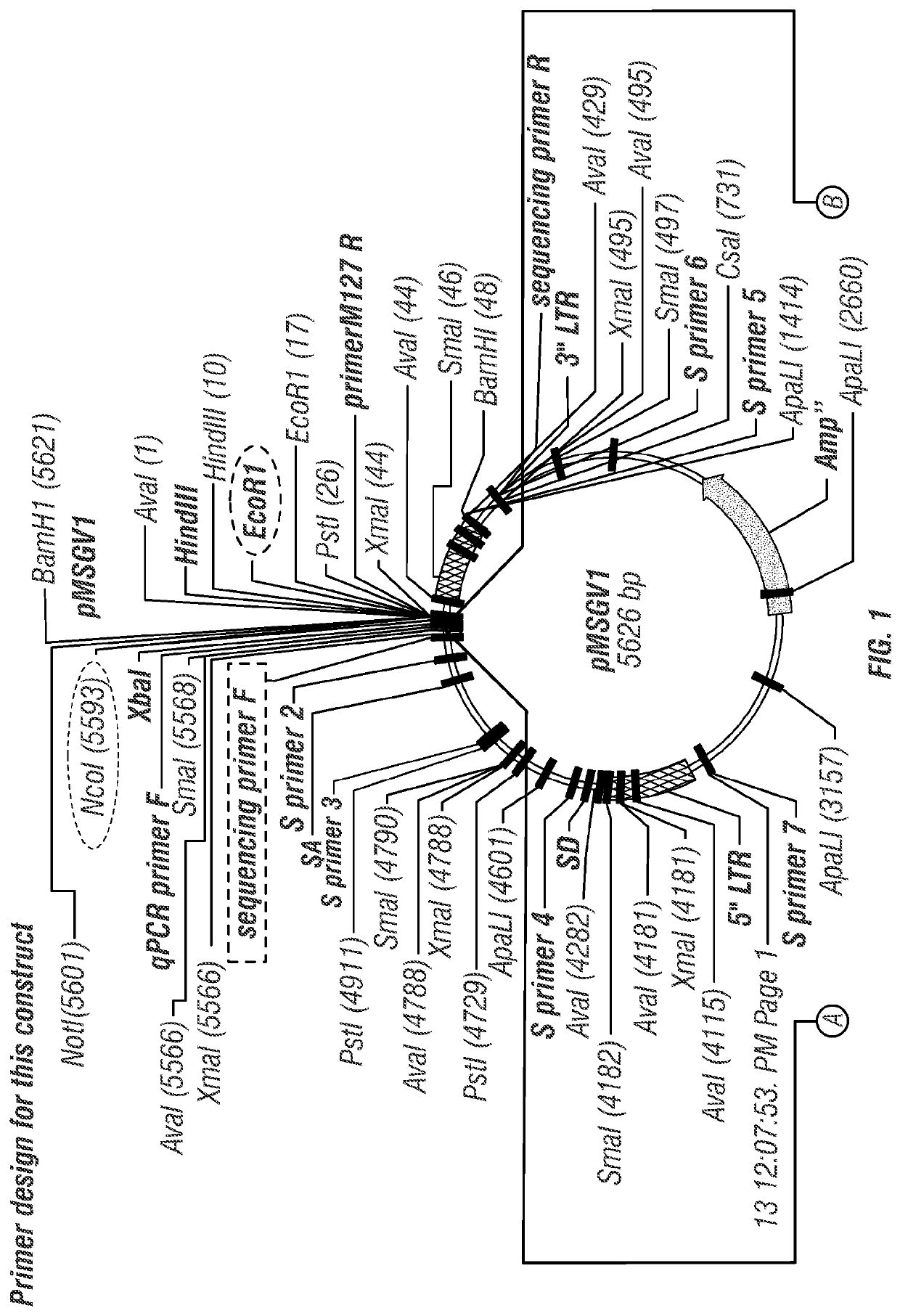 T cell receptors for immunotherapy