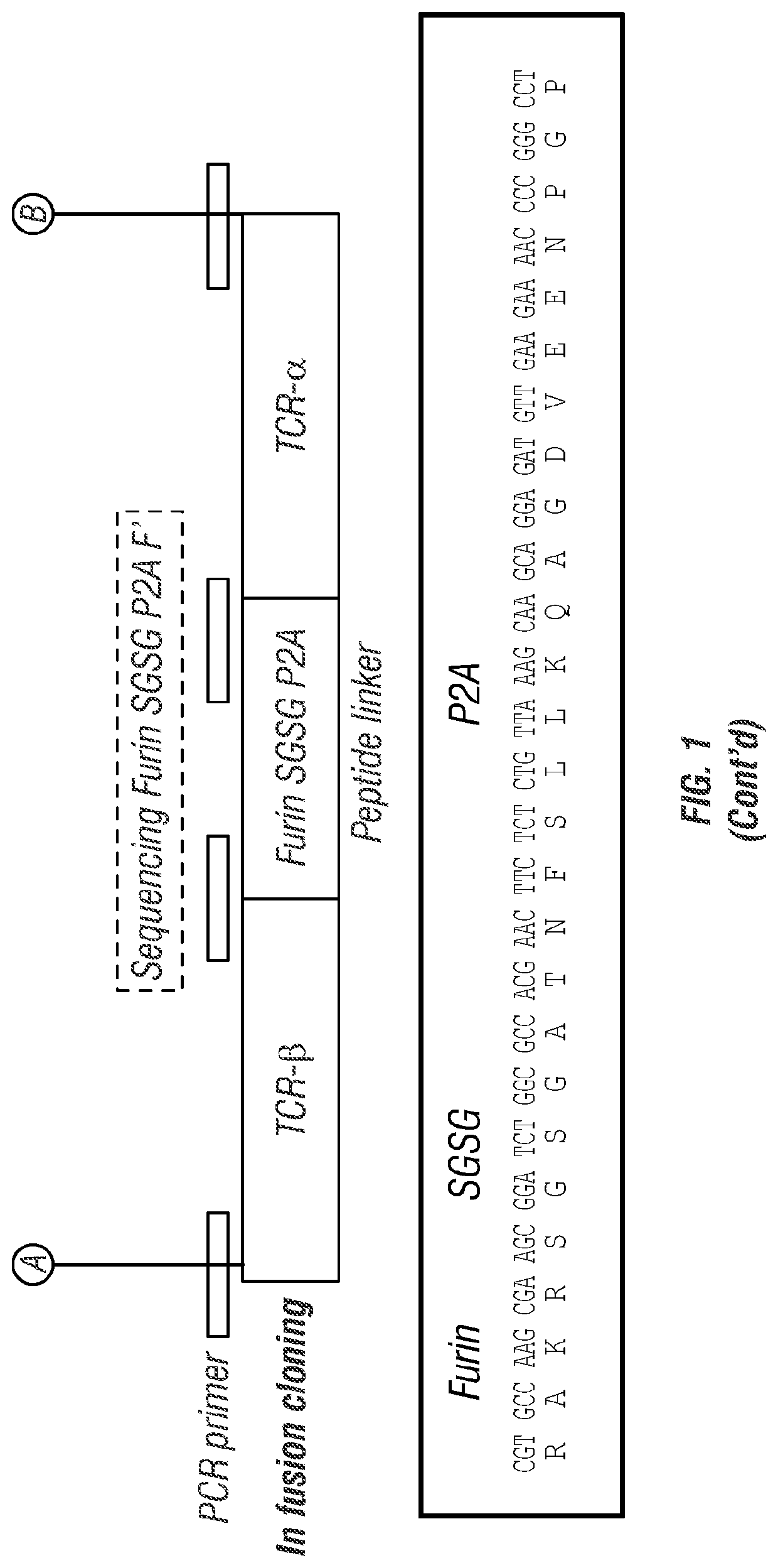 T cell receptors for immunotherapy