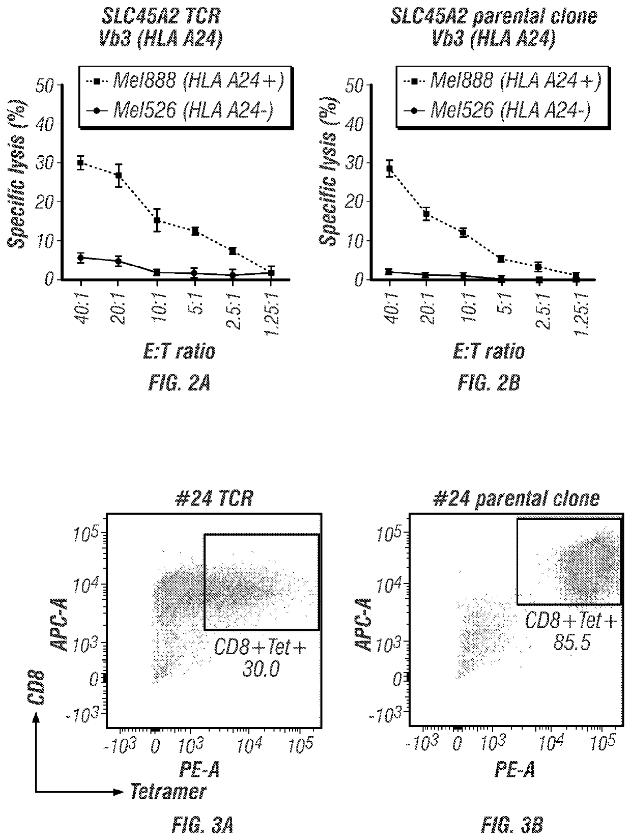 T cell receptors for immunotherapy