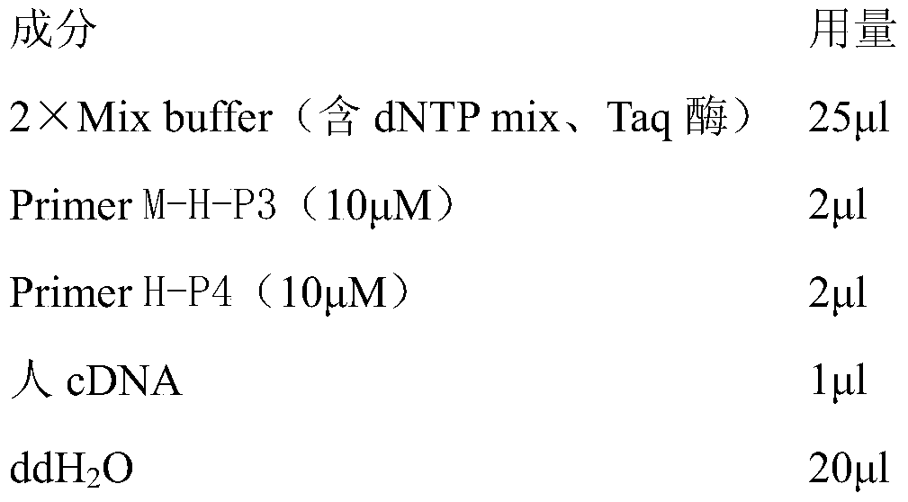 A construction method and application of the nkg2d fluorescent reporter system for testing the receptor signaling pathway of nk cell activation