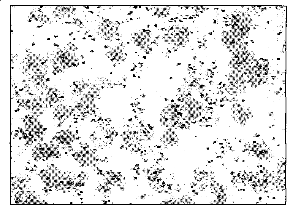 Cervical exfoliated cell preservative fluid