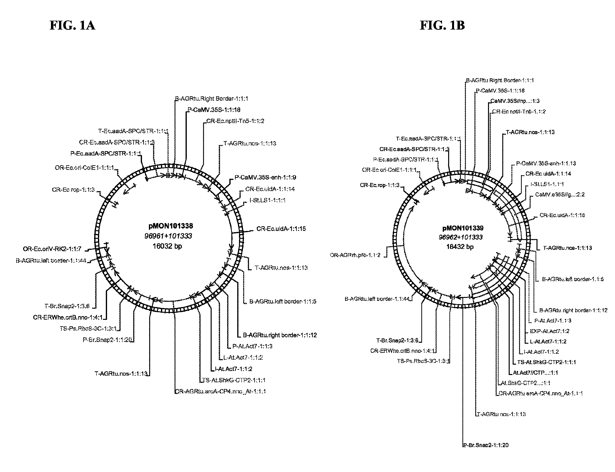 Methods and compositions for obtaining marker-free transgenic plants