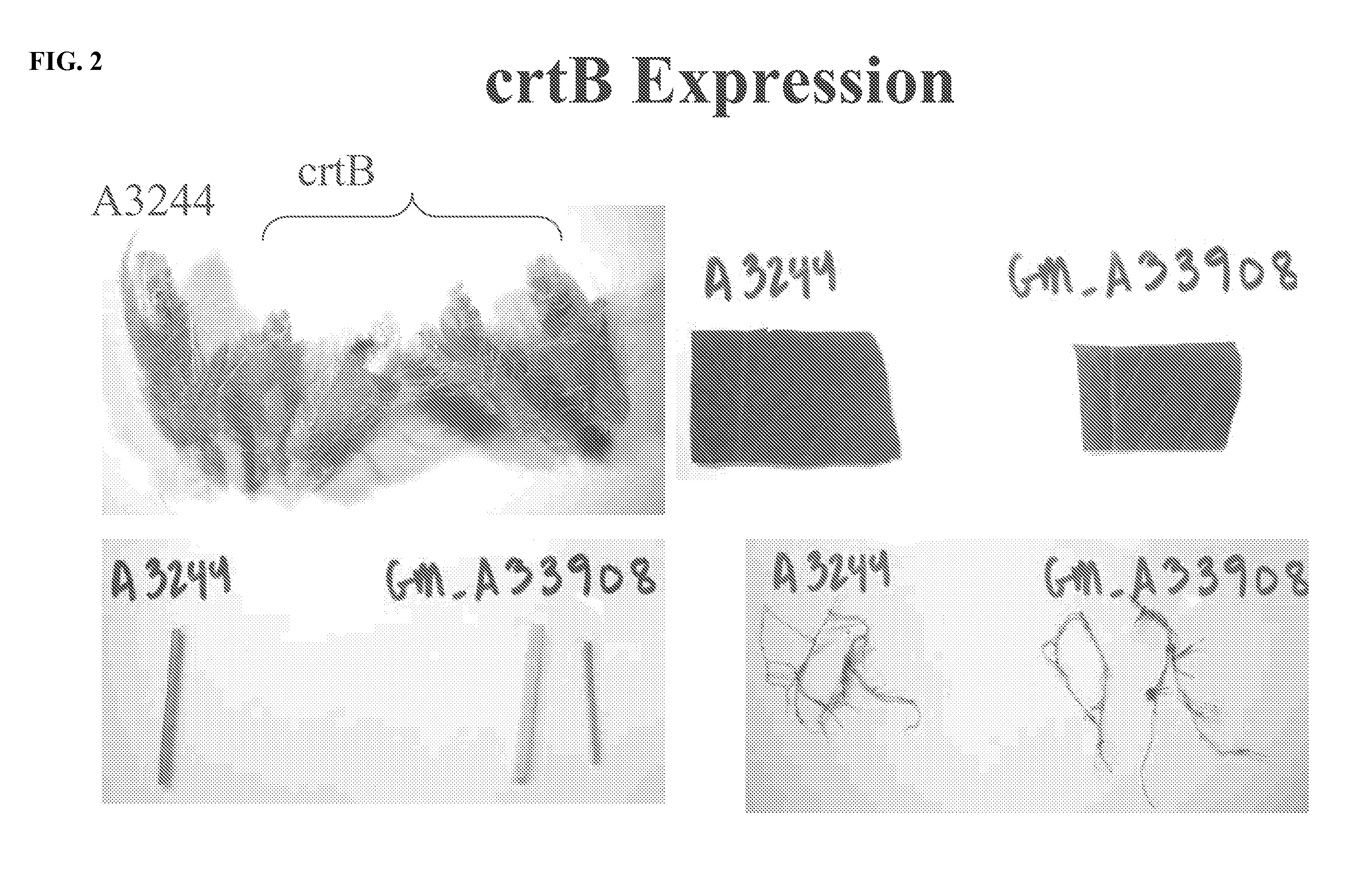 Methods and compositions for obtaining marker-free transgenic plants